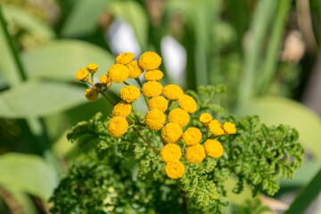Yellow tansy flowers (Tanacetum vulgare, common tansy, bitter button, cow bitter, or golden buttons).