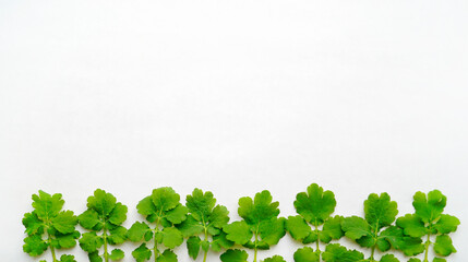 green leaves background