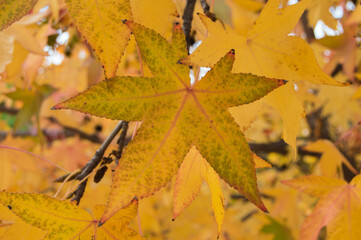 a yellow sweetgum leaf in autumn hanging from a tree branch