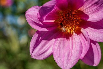 Obraz premium beautiful purple flower natural light Japanese garden