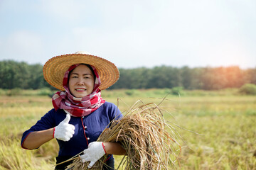 Naklejka na ściany i meble Happy Asian female farmer wears hat, Thai loincloth covered her head , thumb-up, holds sickle and harvest rice plants at paddy field. Concept : Agriculture occupation. 