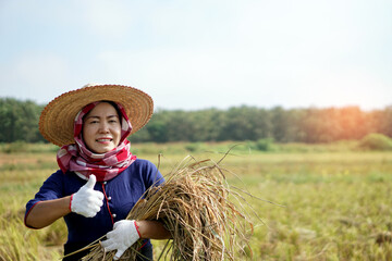Naklejka na ściany i meble Happy Asian female farmer wears hat, Thai loincloth covered her head , thumb-up, holds sickle and harvest rice plants at paddy field. Concept : Agriculture occupation. 