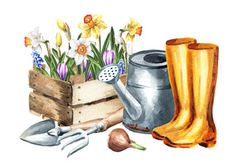 Wooden box with seedlings of bulbous flowers with watering can, rubber boots and garden tools. Spring work in the garden. Hand drawn watercolor illustration isolated on white background