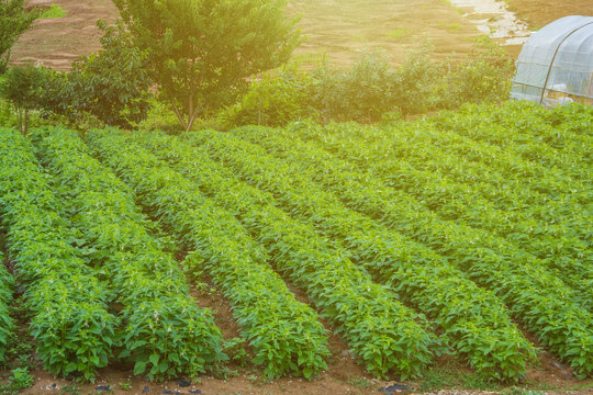 Farm, field, agriculture.