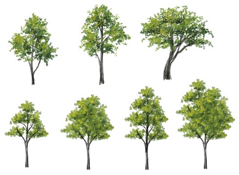 - [ ] Collection of abstract watercolor green tree side view isolated on white background  for landscape and architecture layout drawing, elements for environment and garden