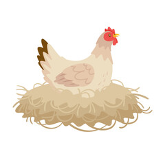 White color hen sitting in the nest.