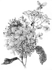 Watercolor realistic illustration of a black and white fading hydrangea. Monochrome hand drawn botanical art.