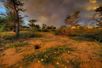  DESERT SUNSET, kalahari  desert,  KGALAGADI