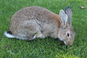 hare eating grass
