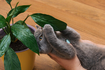 Gray cat lying in his hands is played with leaf of flower in yellow pot. Selective focus. Image for veterinary clinics, sites about animals.