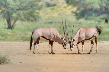 Naklejka na ściany i meble GEMSBUCK (Oryx gazella) contest to dominance . Kgalagadi, kalahari desert