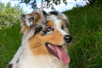 blue merle Australian shepherd puppy dog on the meadow of the meadow of daffodils in Liguria in Italy