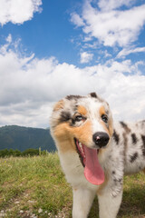 blue merle Australian shepherd puppy dog on the meadow of the meadow of daffodils in Liguria in Italy