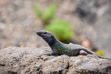 Gallotia galloti  is a species of lacertid (wall lizard) in the genus Gallotia.
