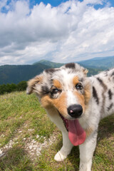 blue merle Australian shepherd puppy dog on the meadow of the meadow of daffodils in Liguria in Italy