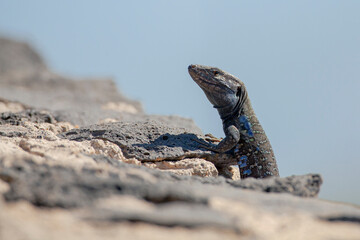 Gallotia galloti  is a species of lacertid (wall lizard) in the genus Gallotia.
