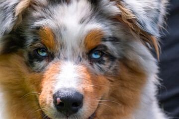 blue merle Australian shepherd puppy dog on the meadow of the meadow of daffodils in Liguria in Italy