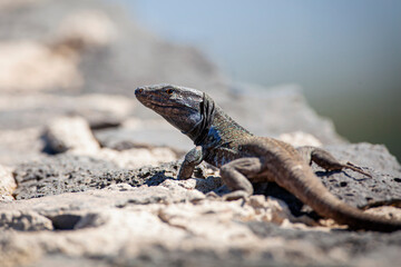 Gallotia galloti  is a species of lacertid (wall lizard) in the genus Gallotia.
