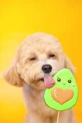 small dog with avocado candy on yellow backgroung