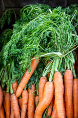 A display of carrots with green tops on a market stall