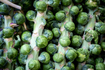 Fototapeta na wymiar Brussels sprouts on the stalk for sale at a farmers market stall