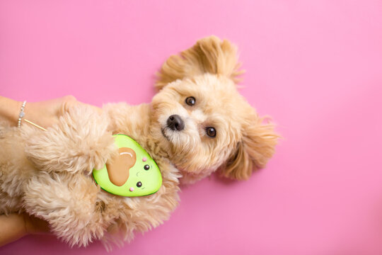 Small Dog With Avocado Candy On Pink Backgroung