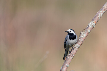 The white wagtail (Motacilla alba) is a small passerine bird family Motacillidae.
