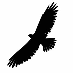 flying bird, black silhouette, vector