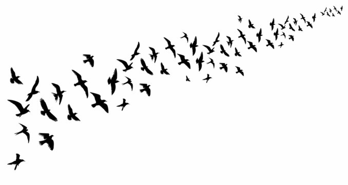 flying flock of birds, black silhouette, vector