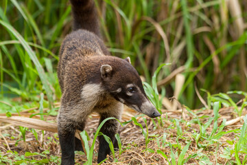 Nasenbär am Rande der Strasse nach Fortuna Costa Rica