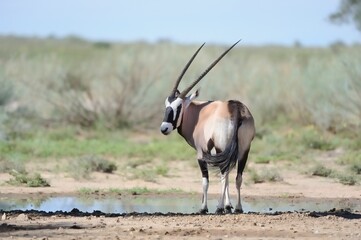GEMSBUCK (Oryx gazella) single gemsbuck at a desert waterhole,  KGALAGADI, south africa