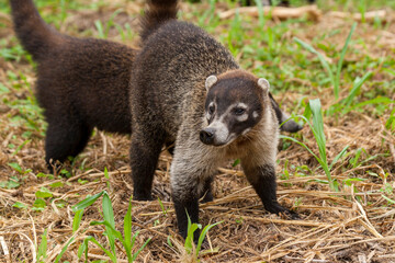 Fototapeta premium Nasenbär am Rande der Strasse nach Fortuna Costa Rica