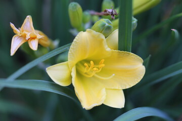 yellow lilly flower