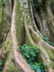 Brettwurzeln eines tropischen Baum