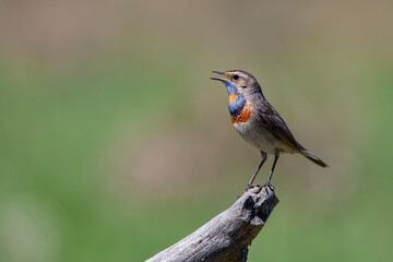 The bluethroat (Luscinia svecica) is a small passerine bird .
