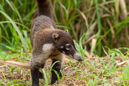 Nasenb&auml;r am Rande der Strasse nach Fortuna Costa Rica