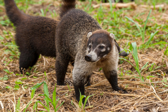 Nasenb&auml;r am Rande der Strasse nach Fortuna Costa Rica