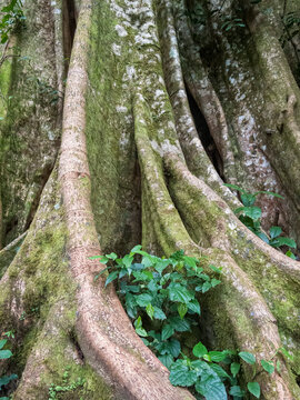 Brettwurzeln eines tropischen Baum
