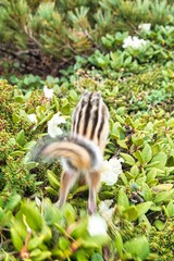 ヤマリス