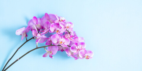 Purple orchid, blooming orchid branch on blue background