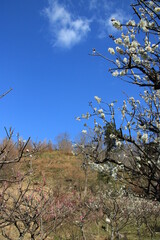 保久良梅林(兵庫県神戸市東灘区)の紅梅と白梅