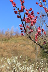 保久良梅林(兵庫県神戸市東灘区)の紅梅と白梅