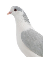 pigeon portrait isolated on white background