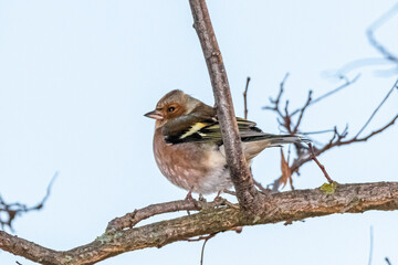 Common Chaffinch perched on a tree branch