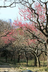 保久良梅林(兵庫県神戸市東灘区)の紅梅と白梅