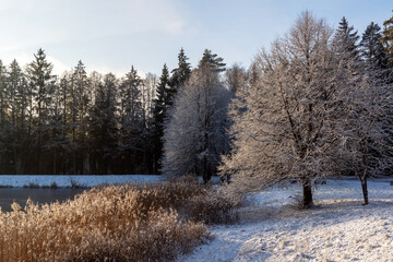 Zima nad zalewem Czapielówka w Puszczy Knyszyńskiej, Podlasie, Polska