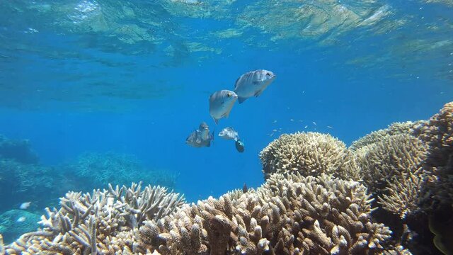 Bermuda Chub fish school in Great Barrier Reef. Australia aquatic marine life