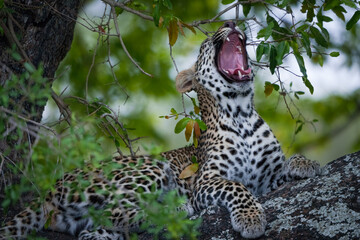 Leopard (Panthera Pardus) female yawning in a African ebony or jackal-berry (Diospyros mespiliformis) tree. Kruger National Park. Mpumalanga. South Africa.