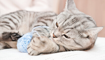 happy tabby grey cat playing with ball of yarn on a bed. beautiful kitten indoors