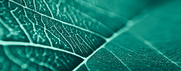 close up abstract pattern of tropical foliage with blue pastel color , nature background.